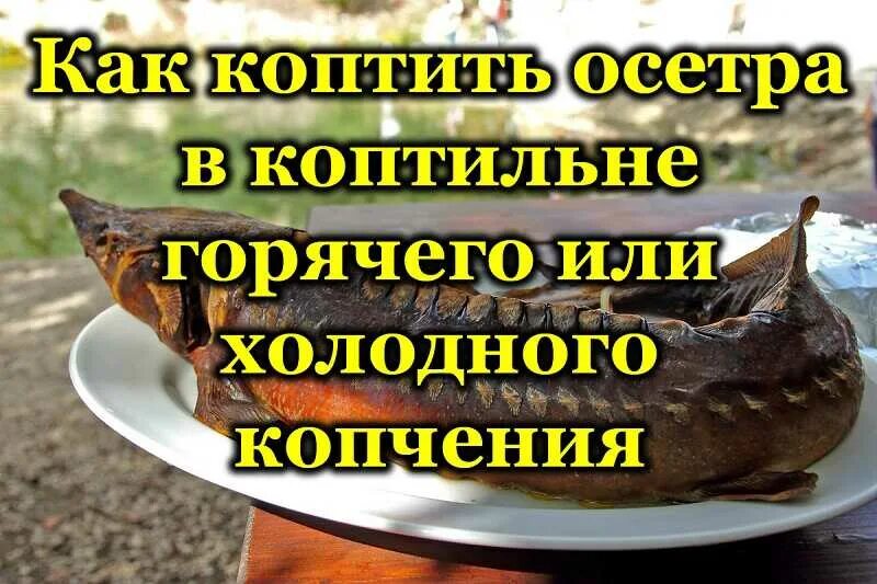 Копчение осетра в коптильне горячего копчения. Стерлядь копченая. температура горячего копчения стерляди. температура готовности осетра горячего копчения. осетр горячего копчения в домашних условиях.