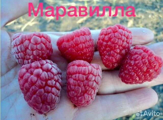 Малина ремонтантная маравилла. Малина маравила описание сорта фото отзывы садоводов. Сорт малины маравилла. Малина сорт зюгана. Малина ремонтантная маравилла.