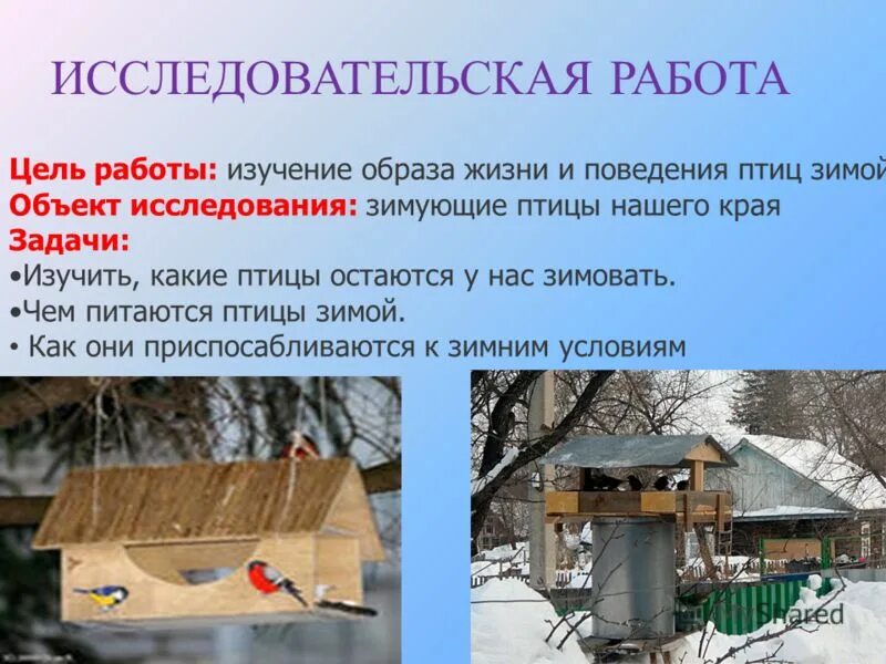 исследовательская работа зимующие птицы. написание статьи как помочь животным в зимнее время. предмет и объект исследования птица. исследовательская работа зимующие птицы.