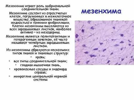 Межклеточное вещество нервной системы
