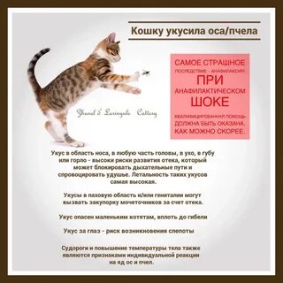 Укусил домашний кот что делать