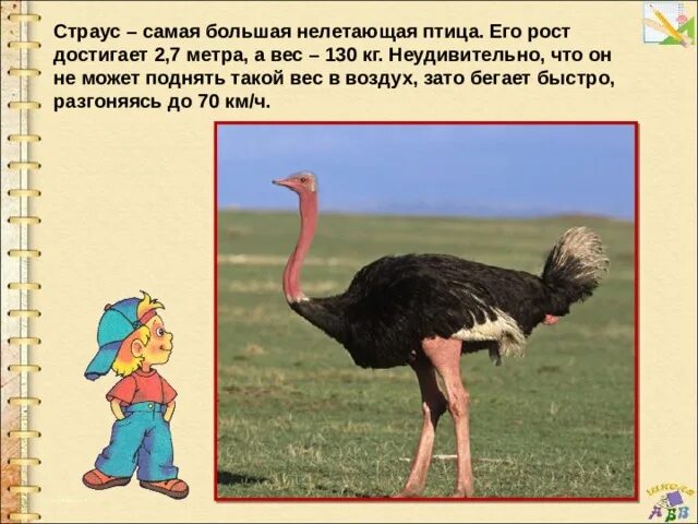 Девочка удивилась разве страус не летает. Страус эму нанду казуар. нелетающие птицы страус. самые большие нелетающие птицы. самая крупная нелетающая птица.