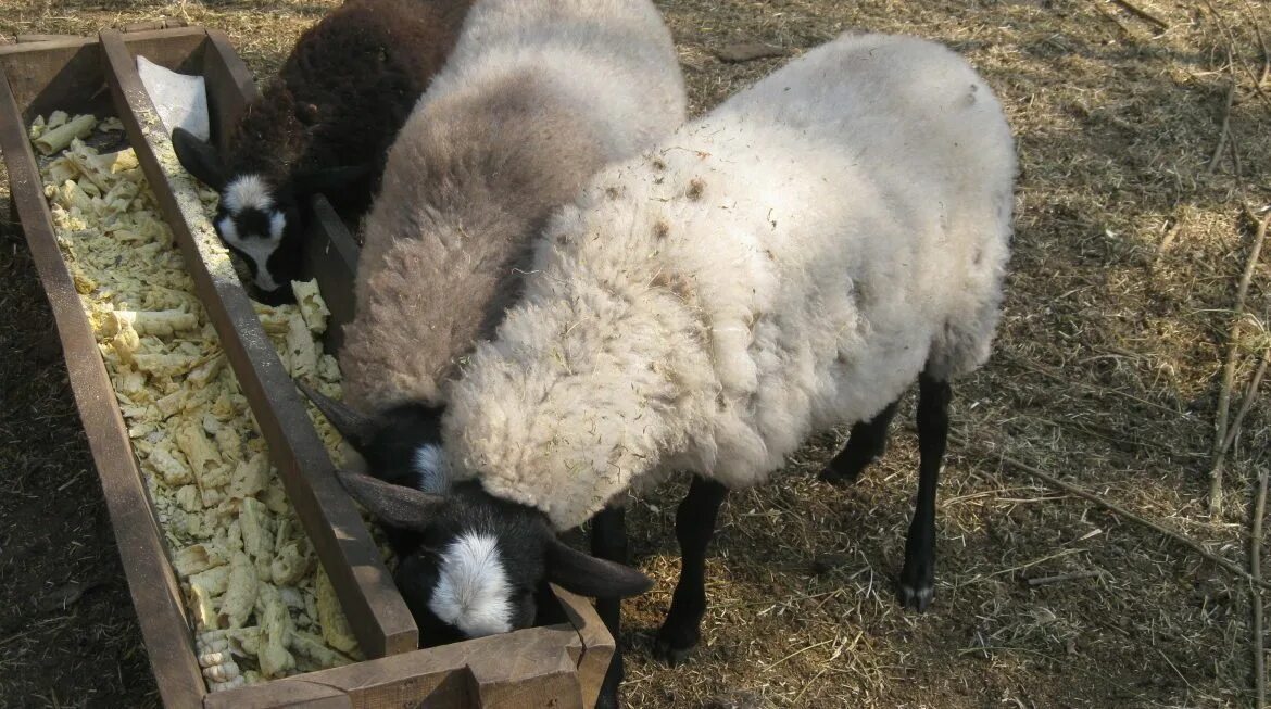 Откорм ягнят. Кормушка для овец. Ясли для овец. Кормушка для Баранов. Кормушка для овечек.