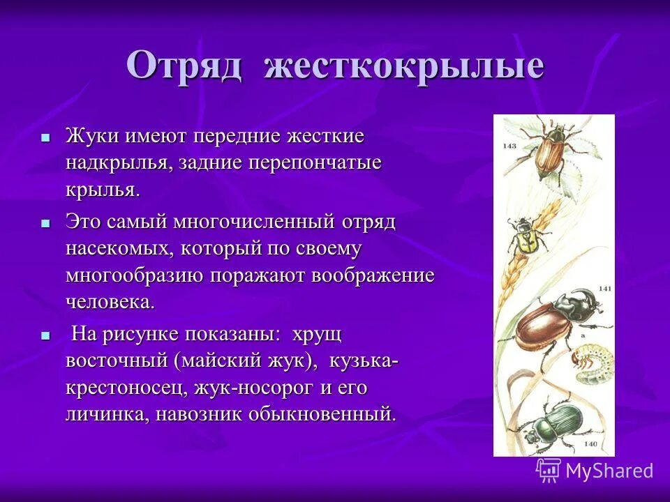 Отряды насекомых жуки. Прямокрылые и жесткокрылые. Представители жесткокрылых Жуков. Отряд насекомых жесткокрылые представители. Самый многочисленный отряд насекомых.