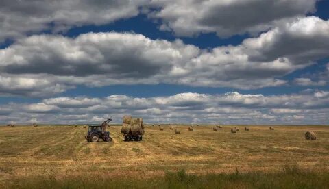 Жизнь полевая
