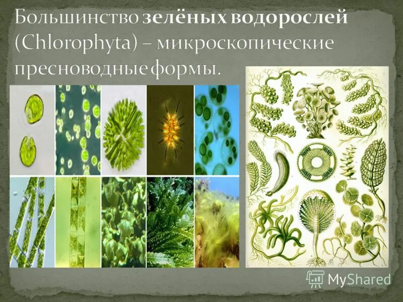 Многообразие водорослей 7 класс тест. Многообразие водорослей 7 класс тест