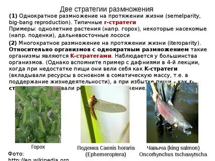 R стратегия размножения