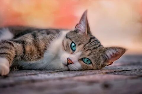 Cat beauty