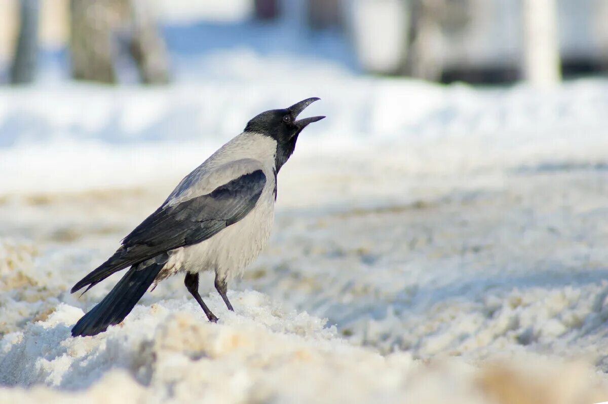 Зимующие серая ворона. Зимующие птицы серая ворона. Зимующие птицы ворона серая зимой. Серая ворона зимой.