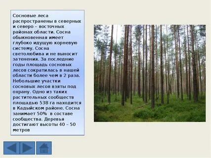 Площадь сосны