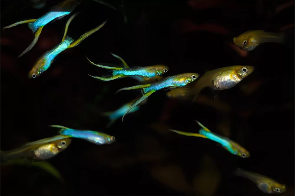 Гуппи эндлера самец. Живородящие аквариумные рыбки гуппи. Гуппи poecilia reticulata. Гуппи самка. Гуппи аквариумные рыбки.