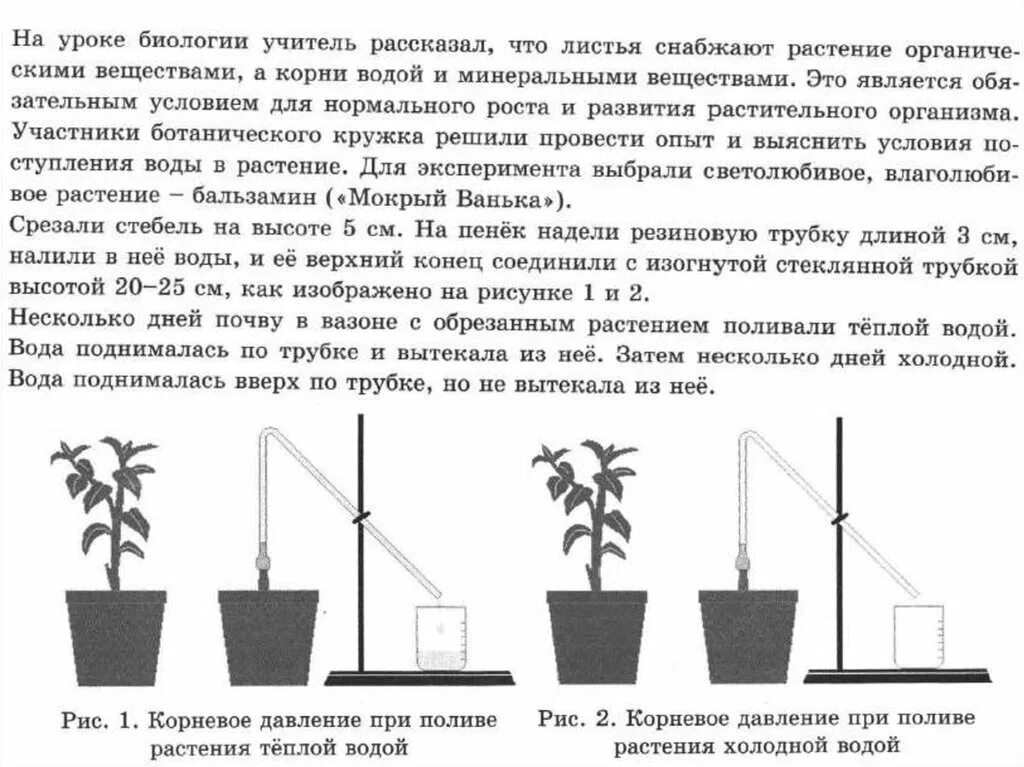 Опыт Корневое давление. Опыт показывающий Корневое давление растений. Корневое давление эксперимент. Опыты по биологии 6 класс ВПР.