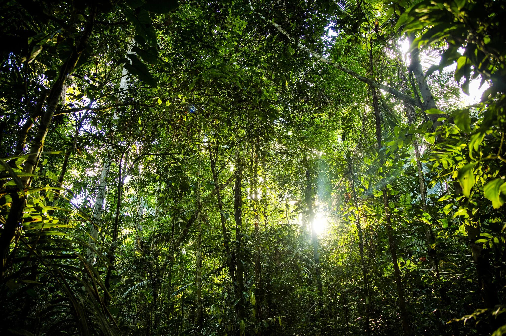 Дождевые леса Амазонии. Бразилия тропические леса Эстетика. Тропические леса Ацинананы. Тропические леса амазонки.
