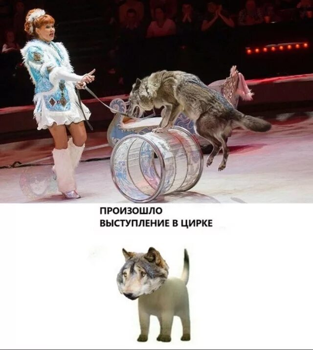 Все выступления волка
