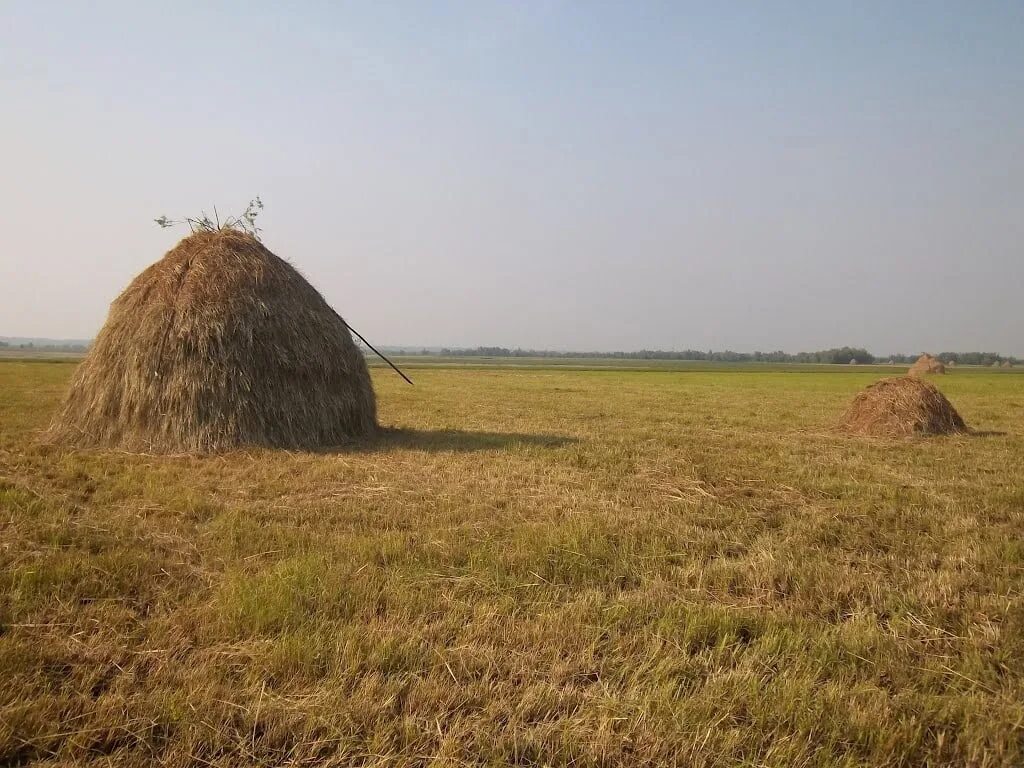 Сено 1 класса. Скирда омёт копна. Калязин. Скирда. Стог.. Сенокос Скирда. Хлебная Скирда.