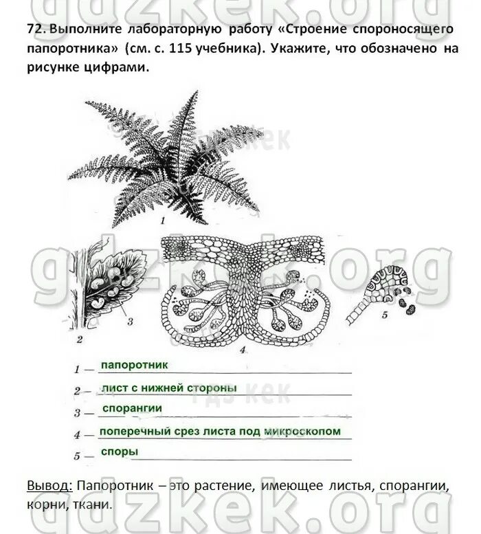 Биология папоротники тест. Строение спороносящего папоротника лабораторная. Лабораторная работа строение папоротника. Лабораторная работа по биологии строение спороносящего папоротника. Строение спороносящего хвоща лабораторная работа.