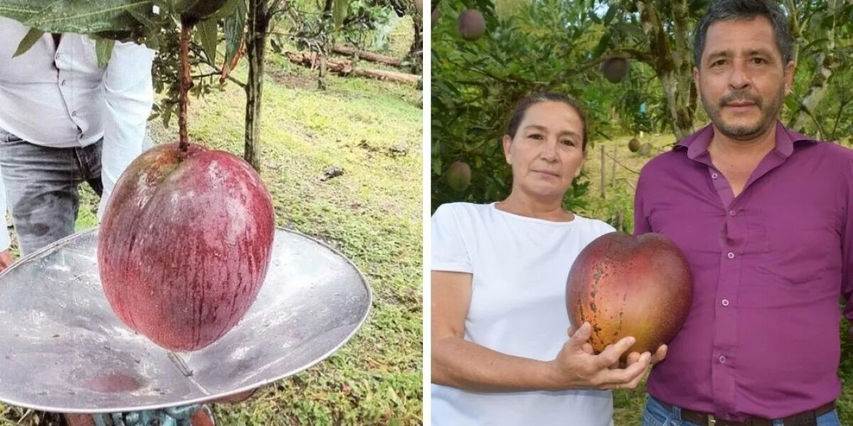 дурьян фрукт. самый топ фрукт. фрукты тайланда джекфрут. джекфрут листья. редкие экзотические фрукты.