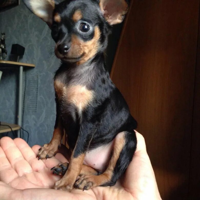 недорогие той терьеры. недорогие той терьеры. московский длинношерстный тойтерьер. карликовый терьер. той терьер щенок.