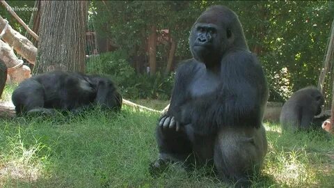 Gorilla testing
