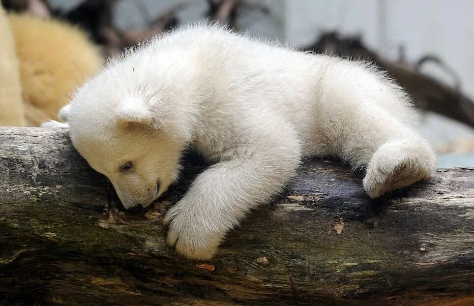 медведя тискают. уссурийский заповедник приют для медвежат. маленький медвежонок. маленькие медвежата очень забавны. маленькие медвежата очень забавны.