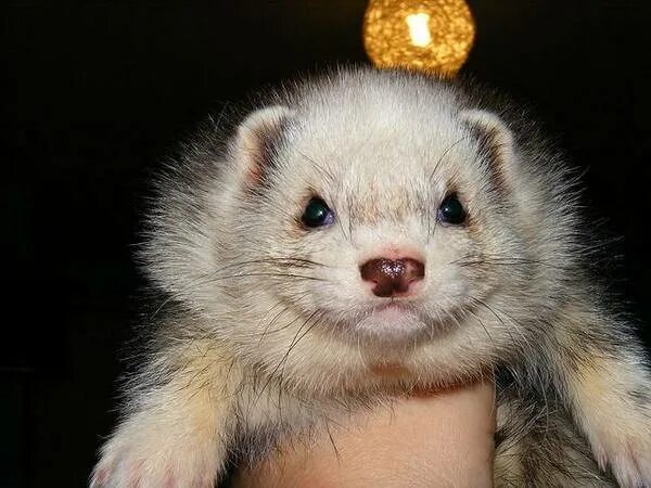 Голос хорька. Хорек издает звуки. Хорек издает звуки. Девушка с хорьком. Какие звуки издают хорьки.