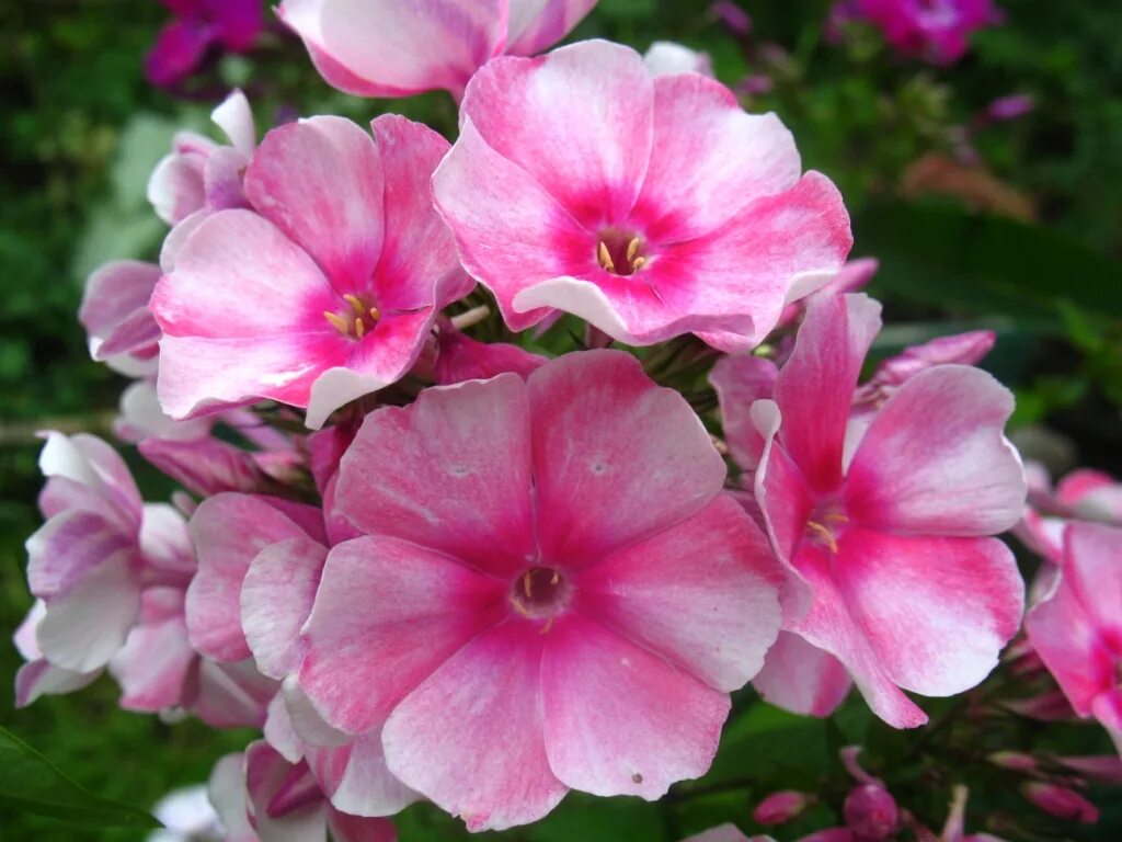 Флокс метельчатый старс энд страйпс. Флокс метельчатый juliglut. Т флокс. Флокс рейвинг бьюти. Флокс метельчатый windsor.