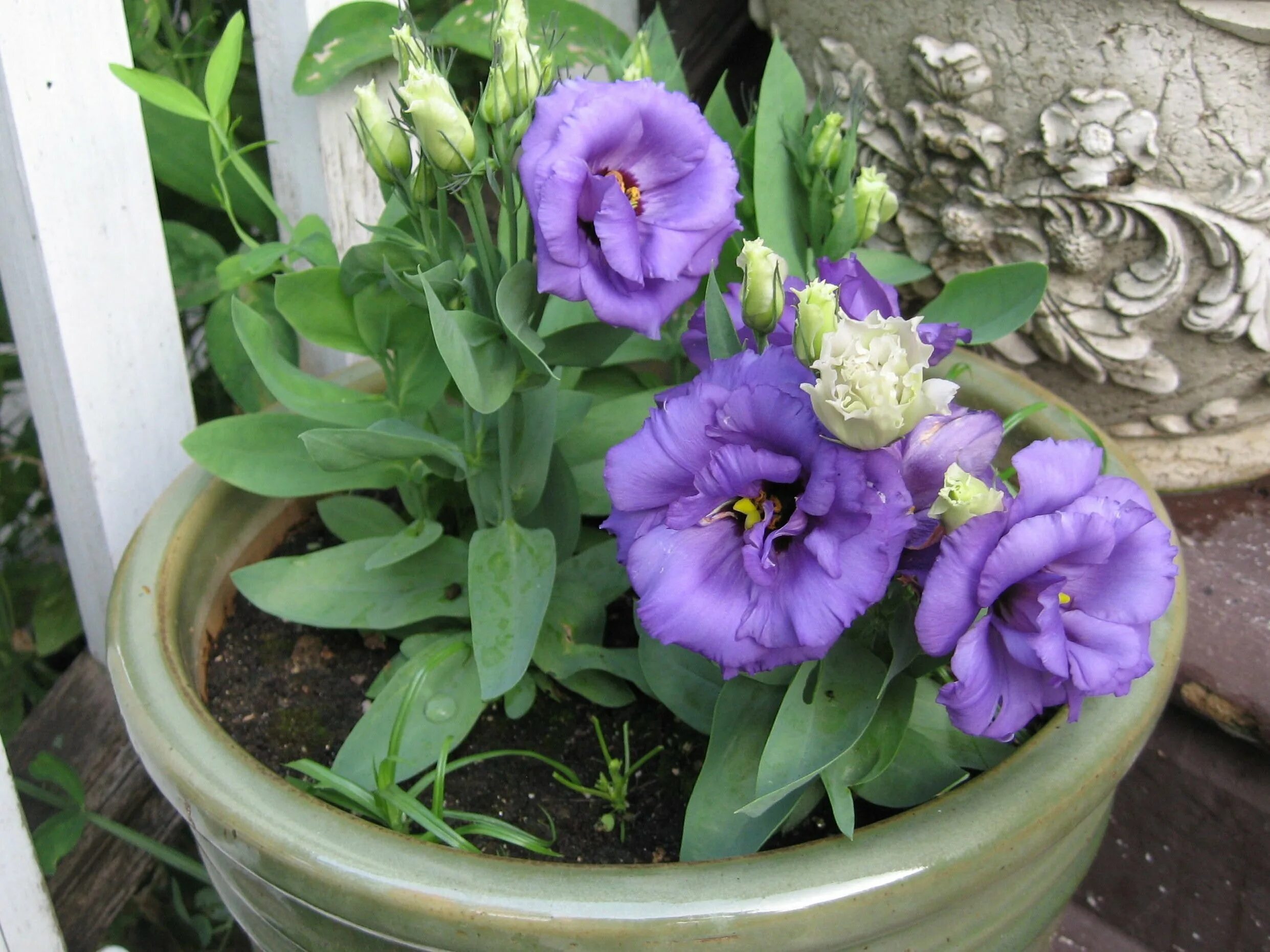 Почему не растет эустома. Эустома (Lisianthus). Эустома сапфир Блю чип. Эустома Матадор. Эустома Кармен Блю.