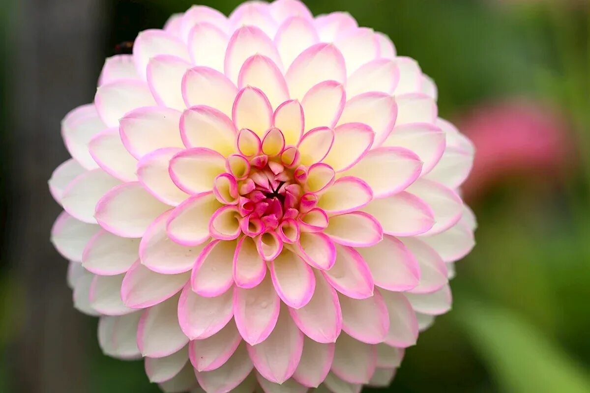 Dahlia цветок. Dahlia цветок. Dahlia цветок. Dahlia цветок. Георгин тирза.