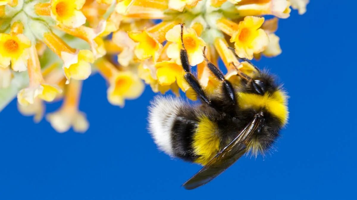 Controversial pesticide could wipe out the bumblebee Hommels, Tuin, Tuintips