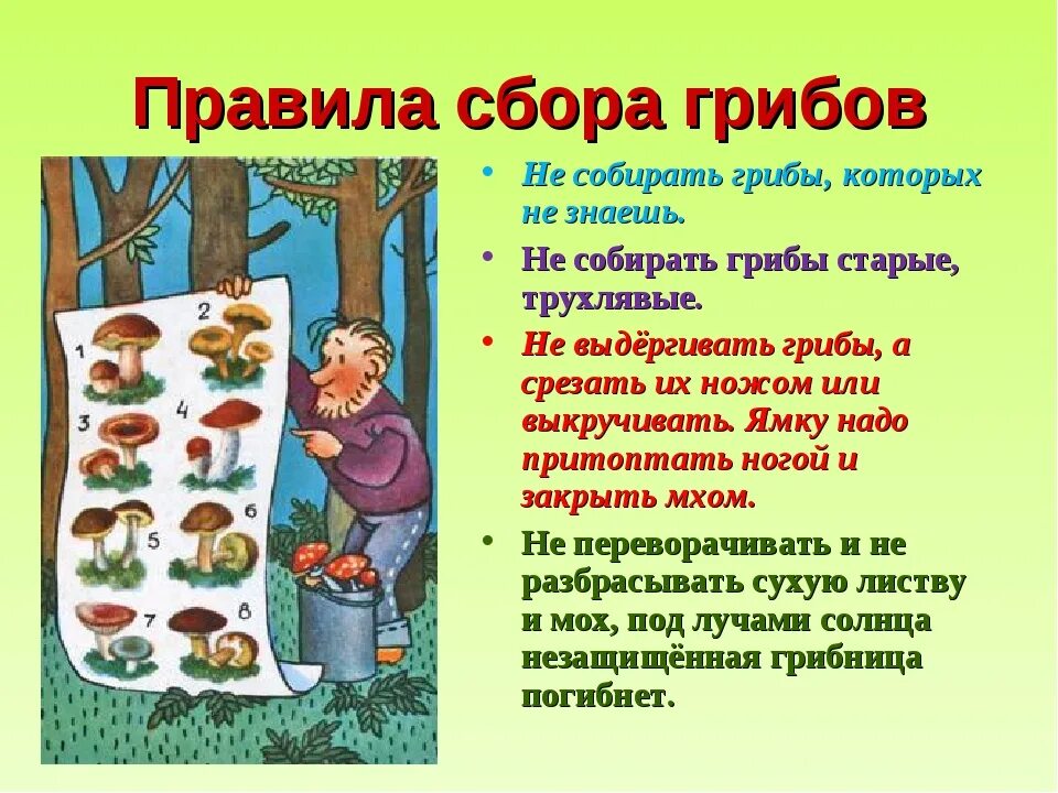 Схема летом в лесу приятно пахнет грибами. Памятка по сбору грибов. Памятка по правилам сбора грибов. Памятка о грибах. Памятка сбора грибов.