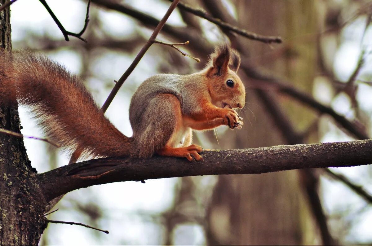 белка ест дерево. белка ест дерево. белка ест дерево. природные белки. белка ест дерево.