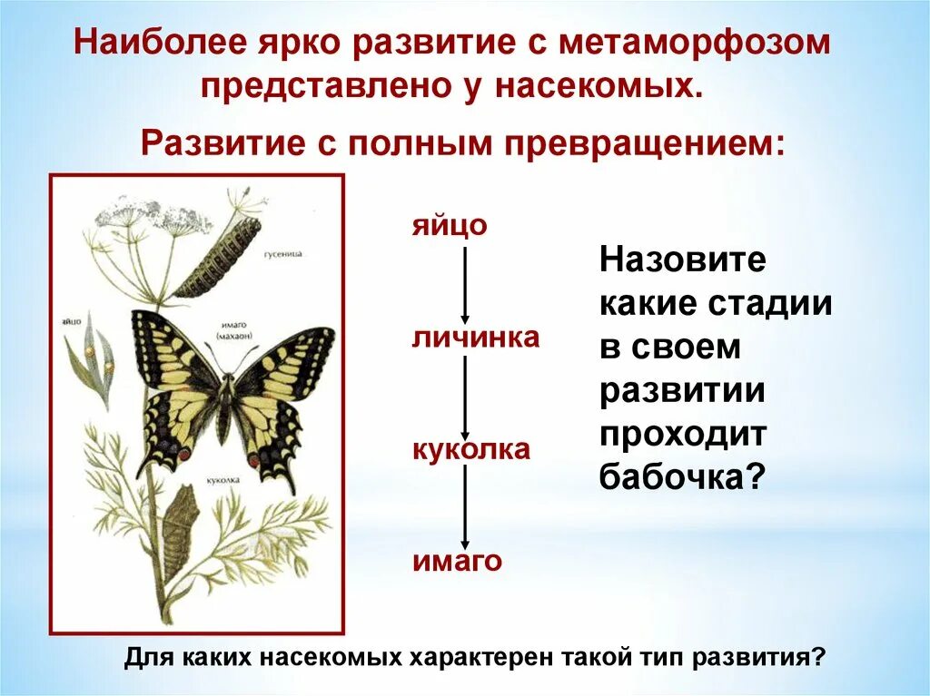 Дать характеристику насекомые с полным превращением. Стадии развития насекомых Имаго. Последовательность стадий развития насекомых с полным превращением. Стадии развития насекомых с полным превращением. Фазы развития насекомого с полным превращением.