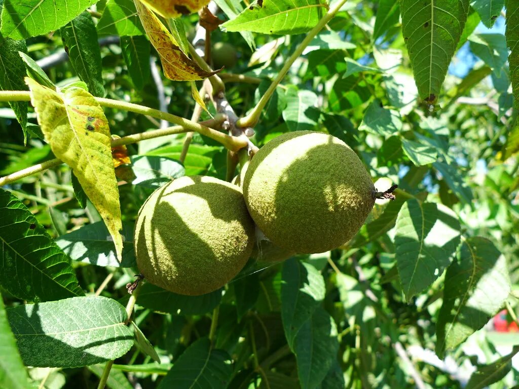 Грецкий орех дикий (лат. Juglans regia) семена 5шт MagicForestSeeds, цена 540 р.