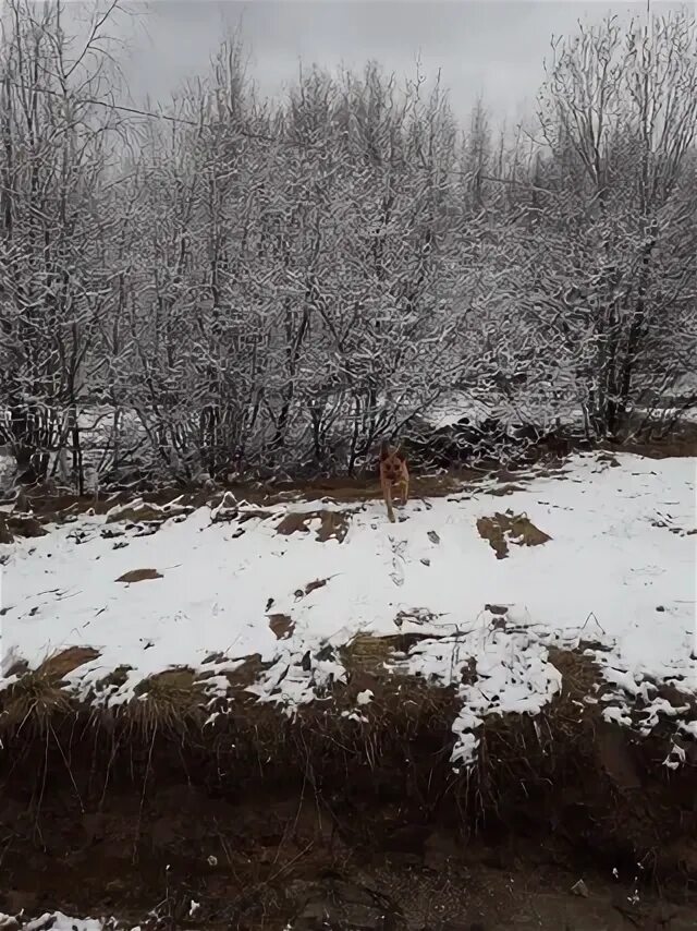 Лит пермь. Лит пермь