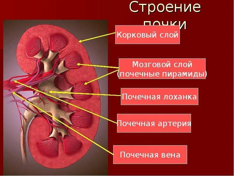 Внутреннее строение почки человека. Выделительная система строение почки. микроскопическое строение почки.