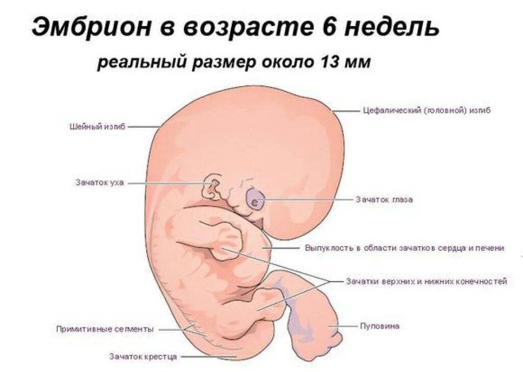 Шейка 6 недель. Размер плода на 6 неделе беременности. Размер ребенка в 6 недель. Размер малыша на 6 неделе беременности. 6 Недель акушерской беременности размер плода.