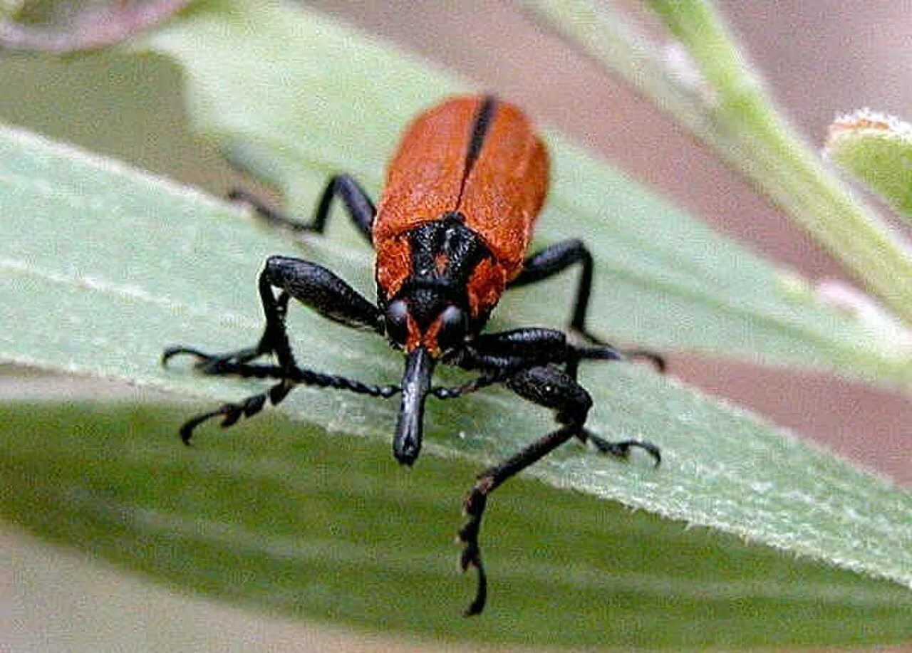 Напомнить жук. Плавт жук. плавт ilyocoris cimicoides. плавт насекомое. огнецветка алая жук.