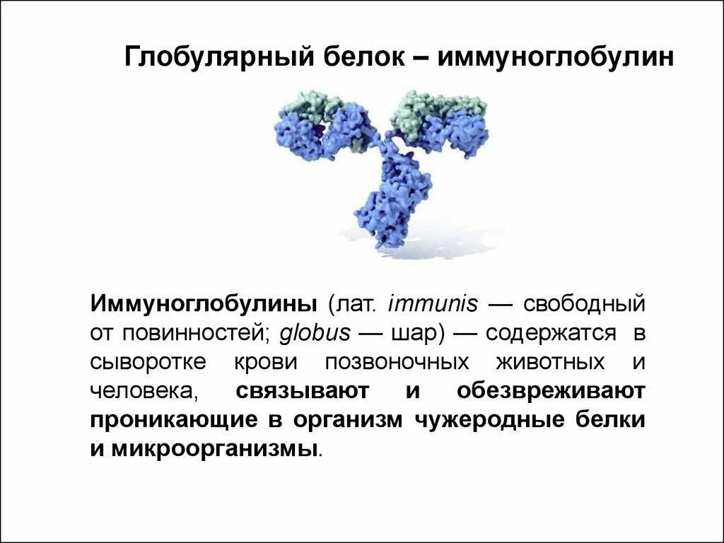 Иммуноглобулин это простыми. Иммуноглобулины относятся к сложным белкам. Иммуноглобулин белок. Глобулярный белок. Глобулярный белок иммуноглобулин.