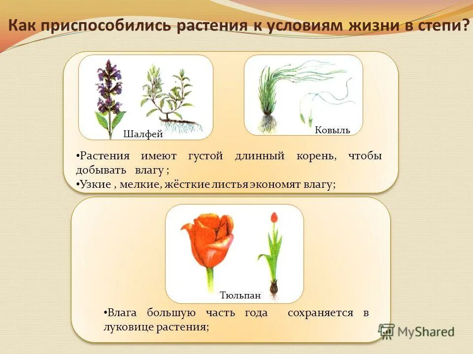 Приспособления растений. Растения пустыни. Приспособления растений. Адаптация растений к среде обитания. Формы приспособленности у растений.