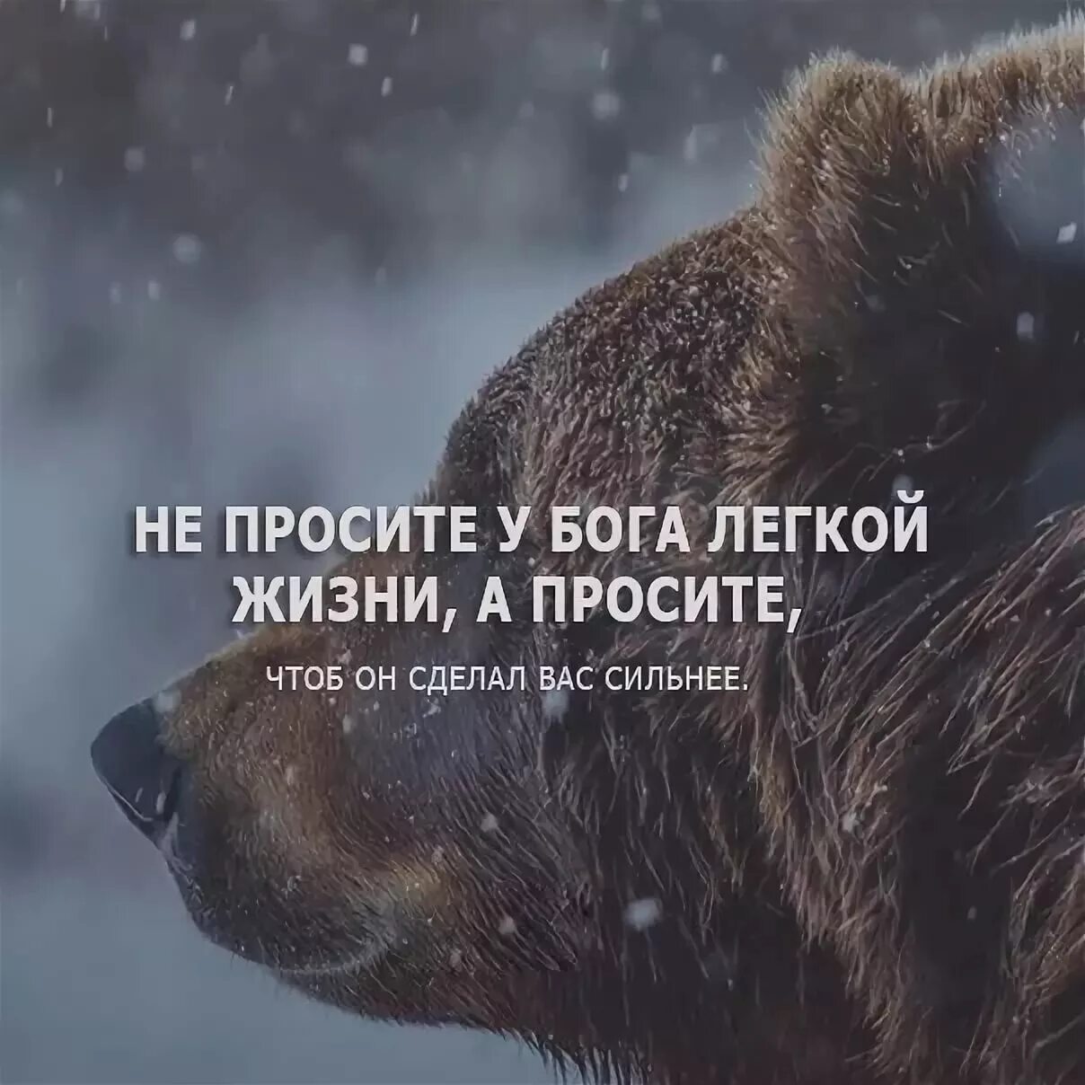 Цитаты со смыслом про новое. Сильные цитаты о жизни. Сильные афоризмы о жизни. Афоризмы фото. Сильные высказывания о жизни.
