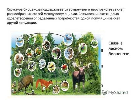 Популяция сообщества биоценоз