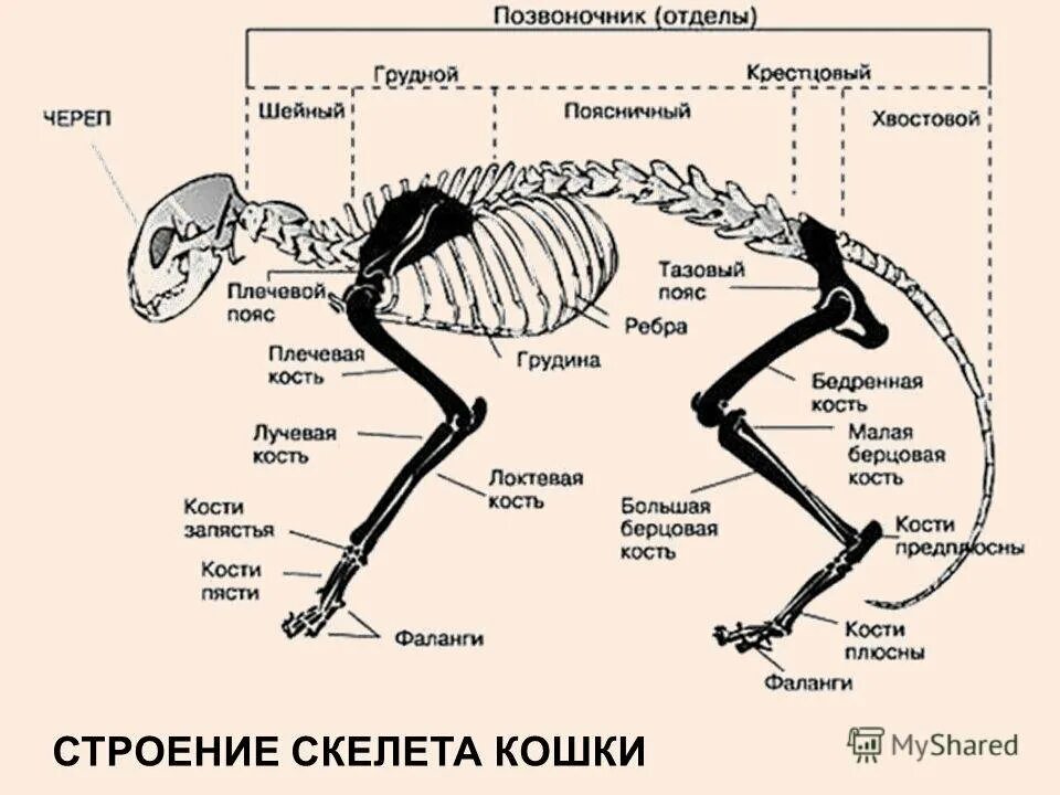 Если у животного имеется отдел скелета. Скелет задней конечности млекопитающего отделы. Строение скелета задней конечности млекопитающих. Отделы скелета млекопитающих позвоночник. Скелет млекопитающего 8 класс биология.