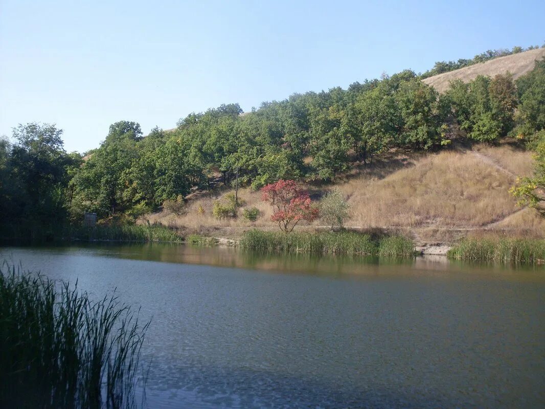 Пруд зеркальный димитровград. Пруд поселок хмелевский. Семхоз пруд в солнечном. Хмелевский пруд саратов. Пруды саратова.