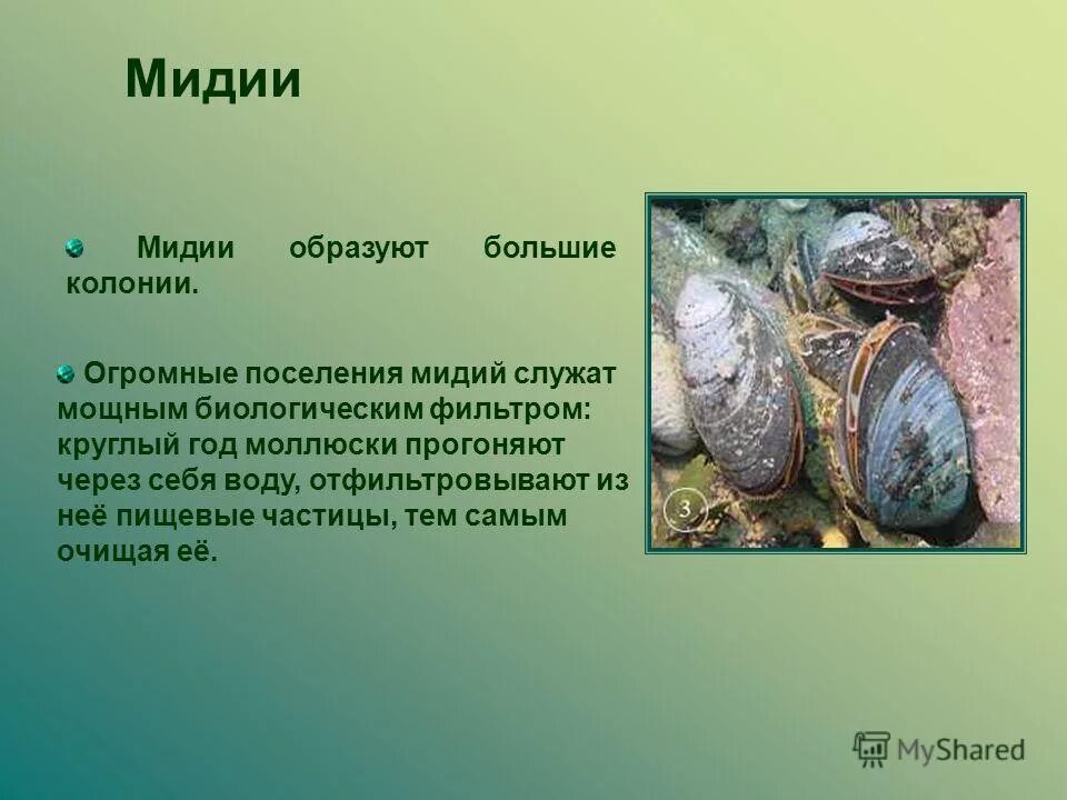 Мидии описание. Мидии доклад. Презентация на тему мидии. Мидии сообщение по биологии. Фильтрация моллюсков