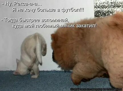 Белены объелась это что