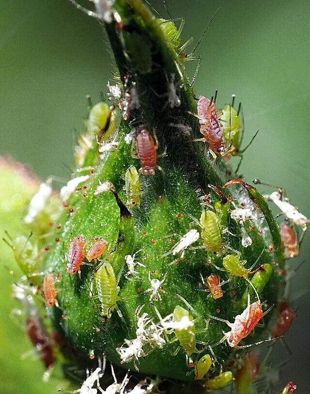 Сок розового куста тля паук насекомоядная птица. Зеленая розанная тля. Macrosiphum Rosae. Имаго тли. Тля расселительница.