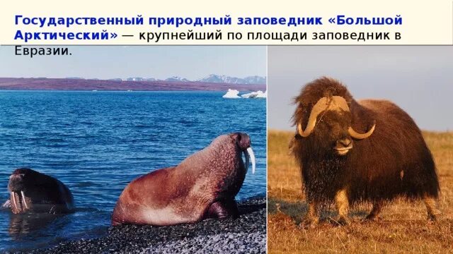 Большой арктический заповедник красноярского края. “арктический”, самый крупный заповедник евразии. Самый большой заповедник в евразии. Заповедники россии большой арктический заповедник. Национальный парк рангел-сент-элайас.