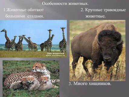 Главным обитателем