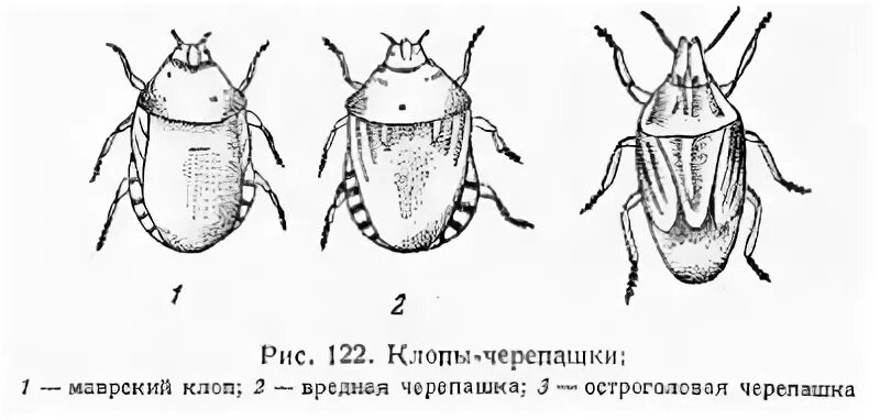 Яйца клопа черепашки. Клоп вредная черепашка среда обитания. Вредная черепашка – eurygaster integriceps. Тип развития клопа черепашки. Клоп вредная черепашка стадии развития.
