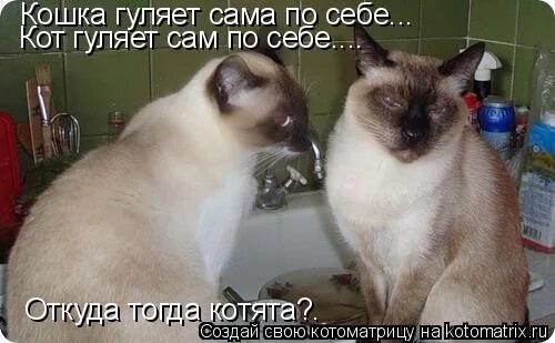 Почему кошка загуляла. Коты гуляют сами по себе. кошка загуляла приколы. я гуляю сама по себе. кошки которые не гуляют сами по себе.